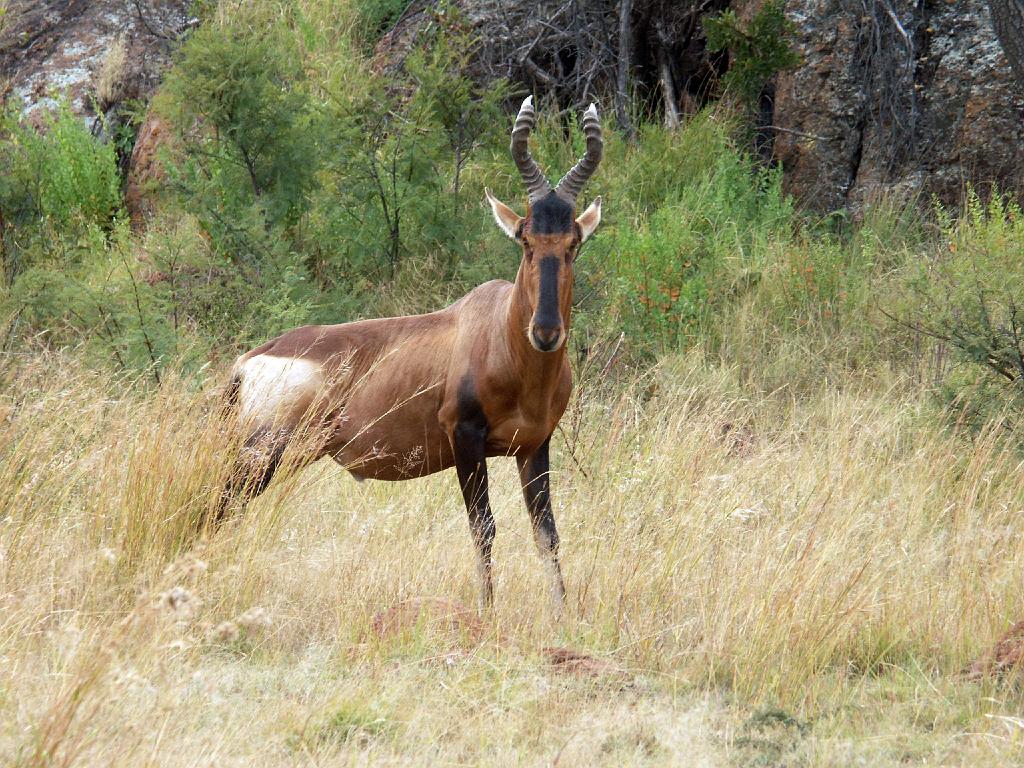 090516_Pilanesberg 087.jpg